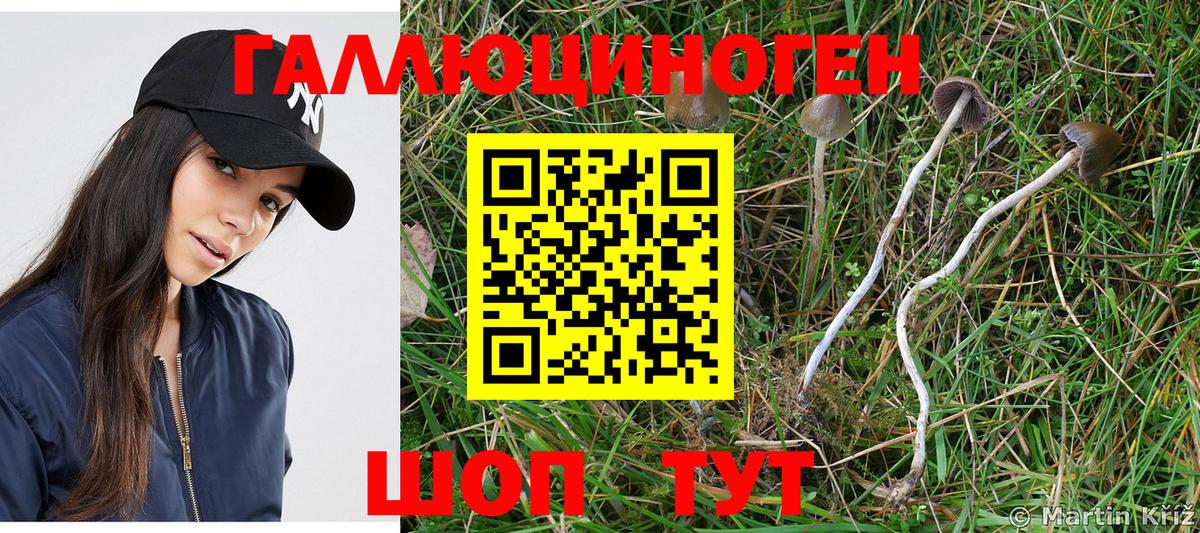Вологда  Псилоцибиновые грибы Psilocybine cubensis  Вход с VPN 